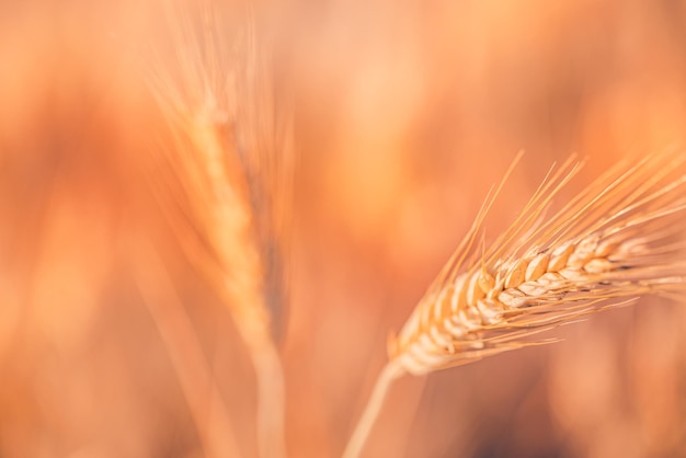Por do sol do campo de trigo de close-up. Orelhas de trigo dourado closeup. Cenário rural sob a luz do sol brilhante