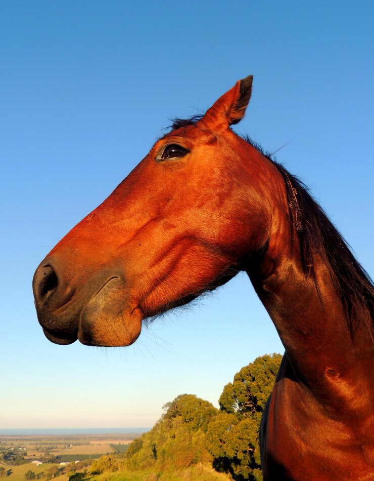 Foto pôr-do-sol do perfil do cavalo
