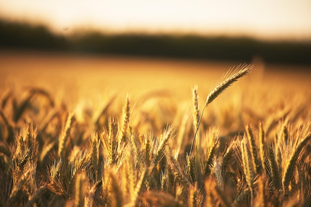 Pôr do sol dourado sobre um abundante campo de trigo Cenário de agricultura rural banhado em luz solar brilhante Colheita abundante Paisagem deslumbrante do campo de trigo ao pôr do sol Cenário de agricultura rural sob o sol brilhante