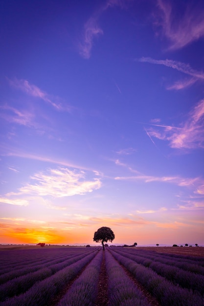 Pôr do sol em um campo de lavanda com espaço de cópia paisagem natural brihuega guadalajara espanha
