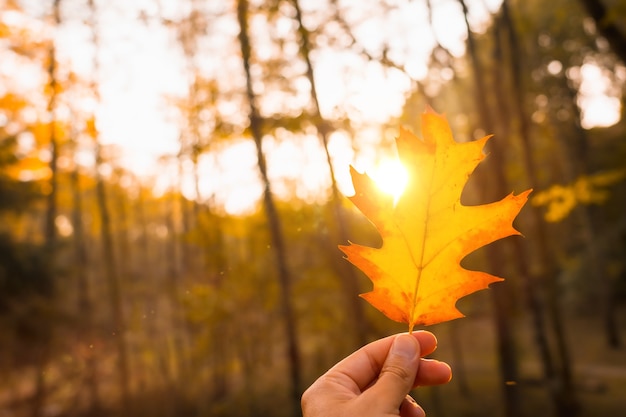 Pôr do sol em uma tarde de outono da mão de um homem com uma folha marrom, paisagem de outono