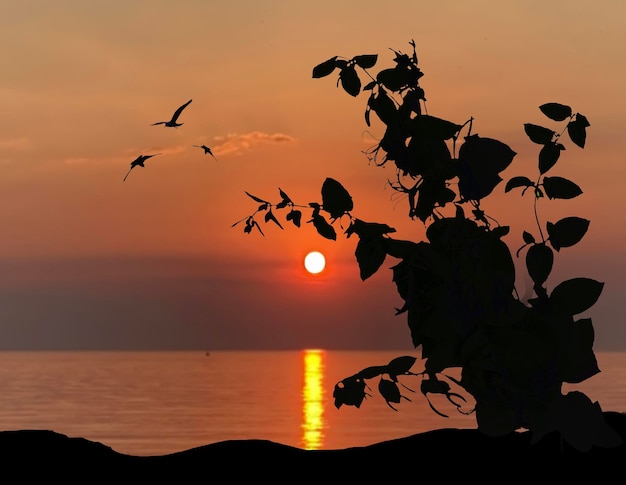 pôr do sol laranja e silhueta de gaivota de grama de árvore no mar da frente