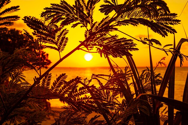 Foto pôr do sol laranja tropical com silhuetas de árvores e mar