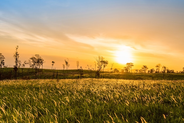 Pôr do sol, ligado, campo, e, prado, grama verde, com, estrada rural, estrada, e, árvores