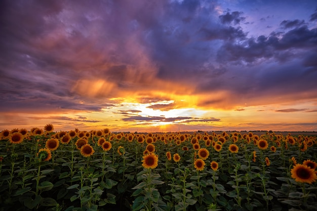 Pôr do sol lindo de verão sobre um campo de girassol. fotografia horizontal