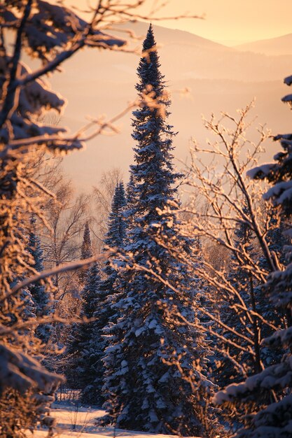 pôr do sol majestoso na floresta de inverno