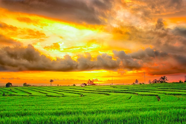 Pôr do sol maravilhoso em campos verdes de arroz depois da chuva no norte de bengkulu, na Indonésia