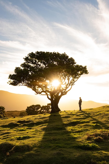 Pôr do sol místico mágico atrás de uma árvore na poeira do Fanal na Madeira, Portugal