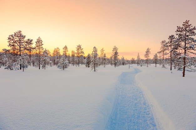 Pôr do sol na floresta de neve de inverno grandes pinheiros cobertos de neve, esqui vazio, belo clima de inverno