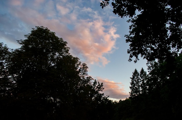 Pôr do sol na floresta