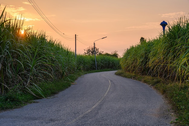 Pôr do sol na plantação de cana-de-açúcar com estrada asfaltada