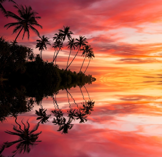 Foto pôr do sol na praia com coqueiros sri lanka