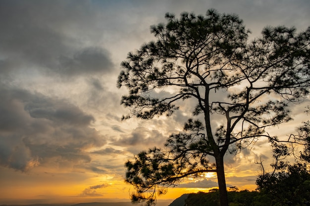 Foto pôr do sol nas montanhas com árvores