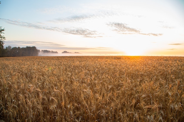 Pôr do sol no campo com centeio jovem ou trigo no verão