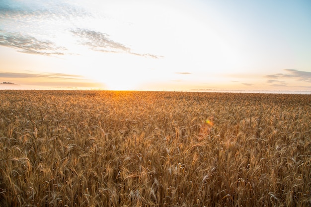 Pôr do sol no campo com centeio jovem ou trigo no verão