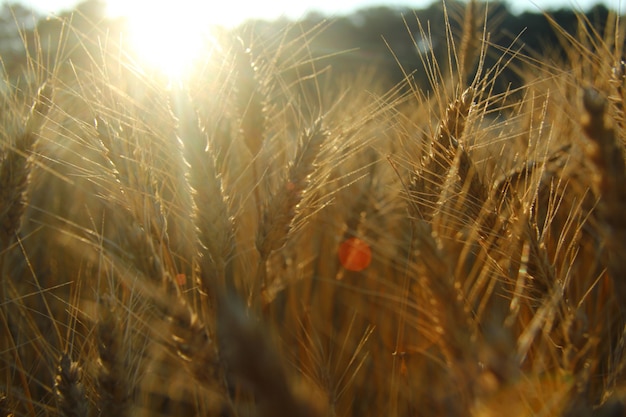 Pôr do sol no campo de trigo