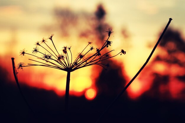 Pôr do sol no ramo da planta no verão