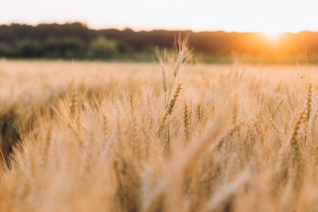 Pôr do sol ou nascer do sol em um campo de centeio com orelhas douradas e um céu nublado dramático.