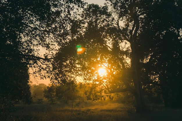 Foto pôr do sol ou nascer do sol na paisagem da floresta luz solar natural e raios de sol através da floresta árvores na floresta de verão efeito de reflexo de lente real natural bela vista panorâmica