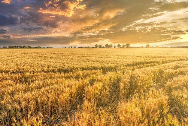 Pôr do sol ou nascer do sol no campo de centeio com orelhas douradas e um dramático céu nublado Campo de trigo agrícola