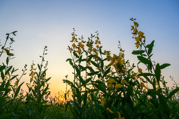 Pôr do sol sobre a flor da grama, cena da natureza