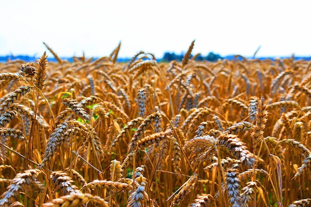 Pôr do sol sobre a nova colheita do campo de trigo