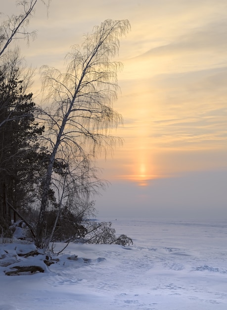 Pôr do sol sobre a planície coberta de neve de inverno O sol poente entre as árvores grossas