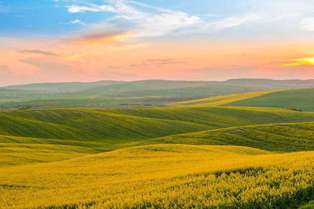 Pôr do sol sobre campos floridos de colza