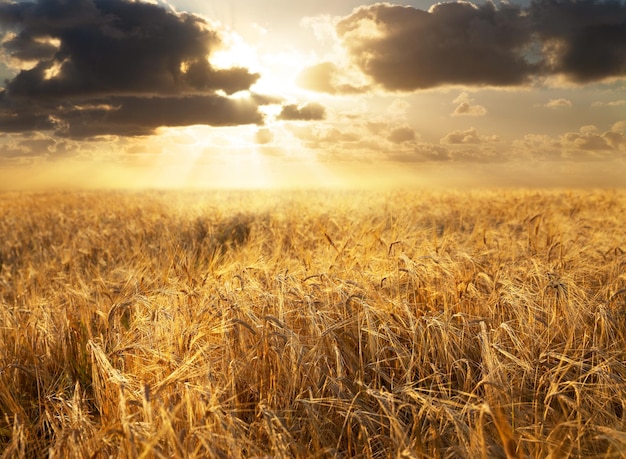 Pôr do sol sobre o campo de cevada Fundo de espigas de cevada maduras em um campo