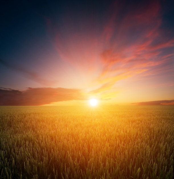 Pôr do sol sobre o campo de trigo