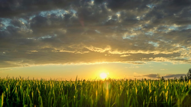 Pôr do sol sobre o céu azul do campo de trigo e sol sobre o campo