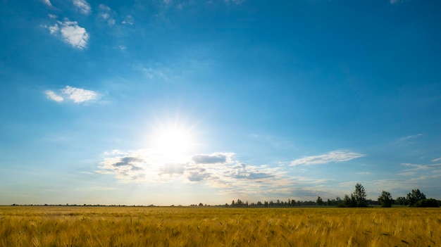 Pôr do sol sobre o céu azul do campo de trigo e sol sobre o campo