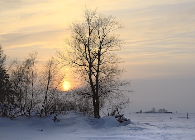 pôr do sol sobre o inverno coberto de neve planície o sol poente entre as árvores grossas no inverno