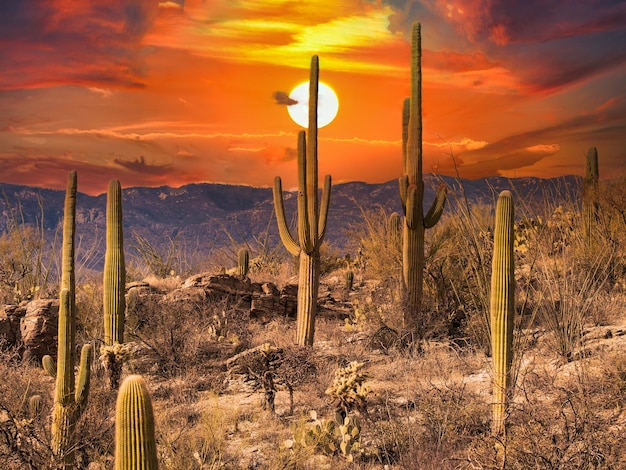 Pôr do sol sobre o Parque Nacional Saguaro, Arizona, EUA