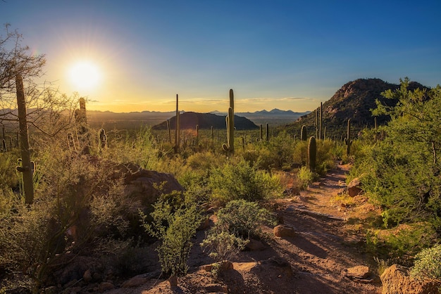 Pôr do sol sobre trilha de caminhada no Parque Nacional Saguaro, no Arizona