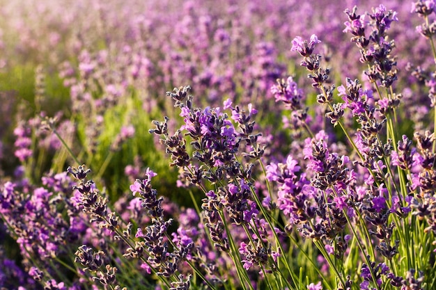 Pôr do sol sobre um campo de lavanda violeta