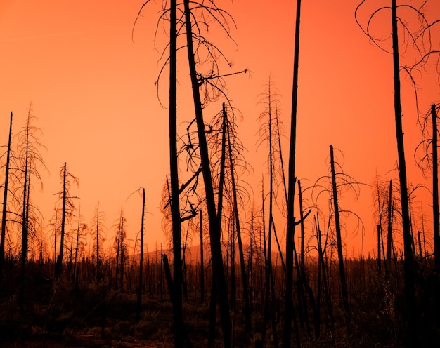 Pôr do sol vermelho através das árvores queimadas de uma floresta após um incêndio