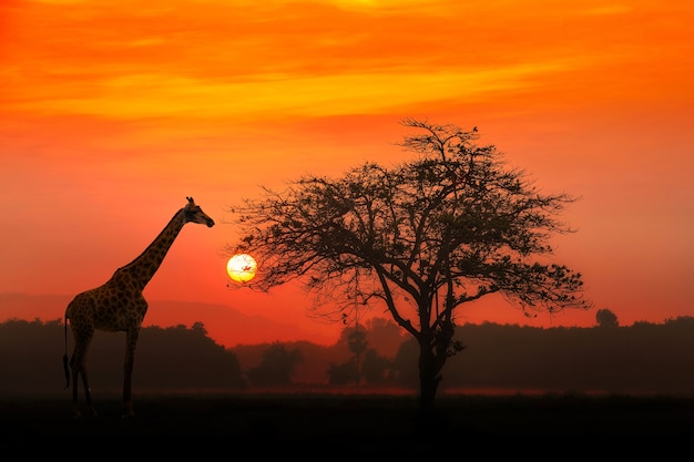 Foto por do sol vermelho com a árvore africana mostrada em silhueta da acácia e um girafa.