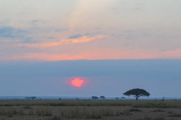 Pôr do sol vermelho na áfrica amboseli, quênia