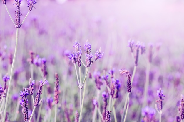 Pôr do sol, violeta, alfazema, campo, provence, hokkaido