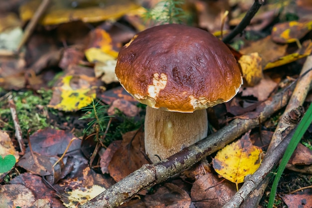 Porcini en el bosque. Seta blanca en otoño