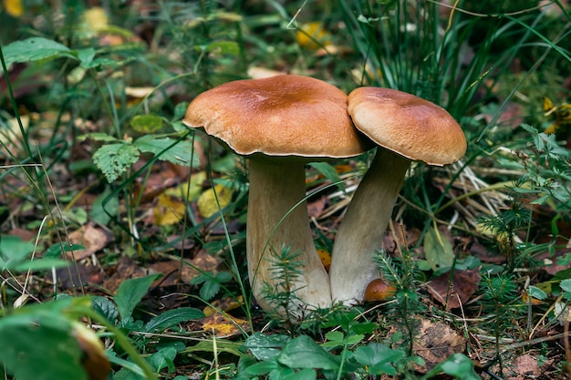 Porcini otoño en el bosque, setas en el follaje