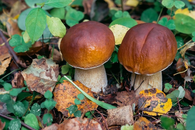 porcini outono na floresta. Cogumelo na folhagem