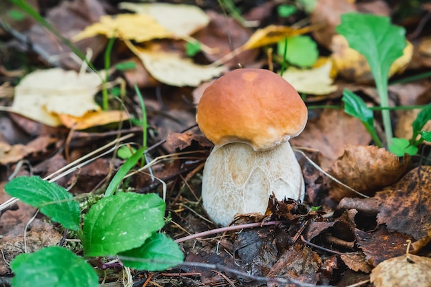 Porcini outono na floresta