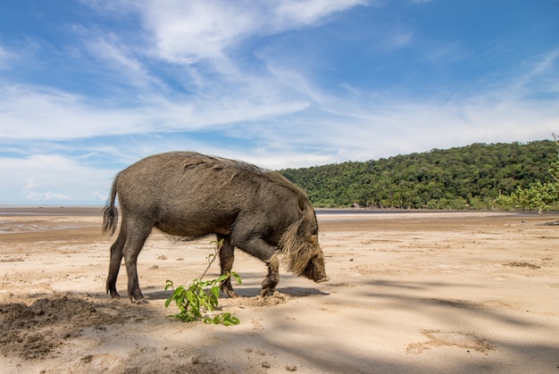 Porco barbudo de bornéu sus barbatus na praia