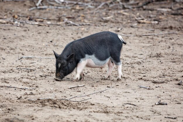 Porco barrigudo vietnamita Animal de fazenda Mamífero e porco Agricultura e carne de porco