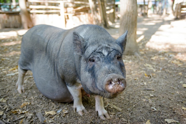 Porco cinza grande grávida em uma fazenda