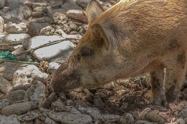 Foto porco de focinho sujo à procura de comida entre as pedras