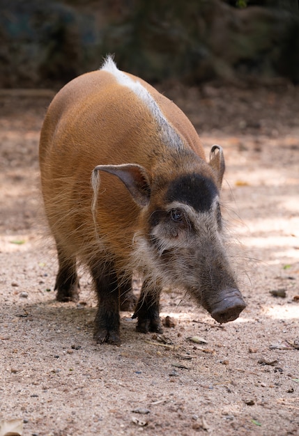 Porco do rio vermelho (Potamochoerus porcus)