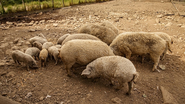 porco domestico mangalica